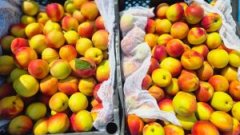 В Оренбуржье остановили партию заражённых нектаринов