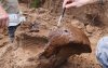 В Бузулукском бору нашли череп шерстистого носорога