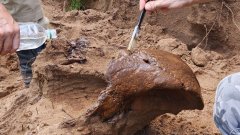 В Бузулукском бору нашли череп шерстистого носорога