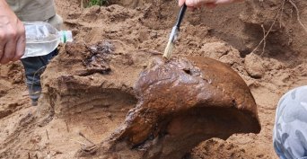 В Бузулукском бору нашли череп шерстистого носорога