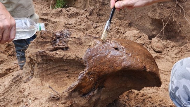 В Бузулукском бору нашли череп шерстистого носорога