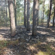 «Умные» камеры помогли обнаружить два пожара в Бузулукском бору