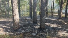 «Умные» камеры помогли обнаружить два пожара в Бузулукском бору