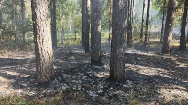 «Умные» камеры помогли обнаружить два пожара в Бузулукском бору