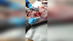Две косули в багажнике: в Оренбуржье задержали подозреваемого в незаконной охоте