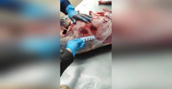 Две косули в багажнике: в Оренбуржье задержали подозреваемого в незаконной охоте