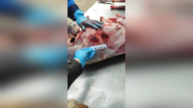 Две косули в багажнике: в Оренбуржье задержали подозреваемого в незаконной охоте