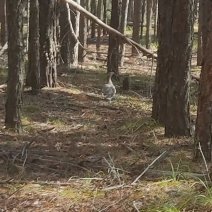 В Бузулукском бору заметили необычную «пешеходку»