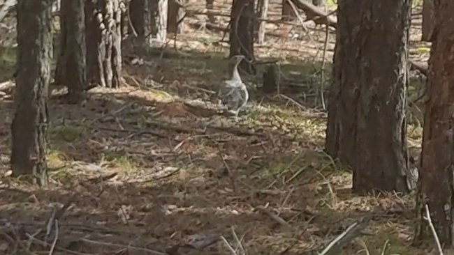 В Бузулукском бору заметили необычную «пешеходку»