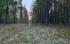Позвал на помощь и ушёл глубже в Бузулукский бор