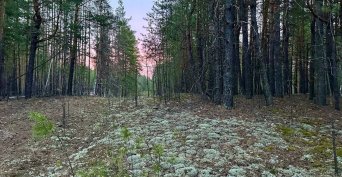 Позвал на помощь и ушёл глубже в Бузулукский бор