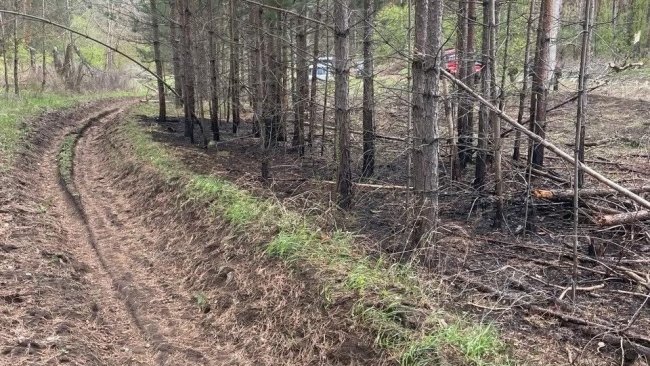 В Бузулукском бору шторм повалил дерево и повредил ЛЭП: удалось избежать пожара