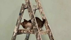 Котёнок застрял в стене детсада: спасать малыша пришлось волонтёрам