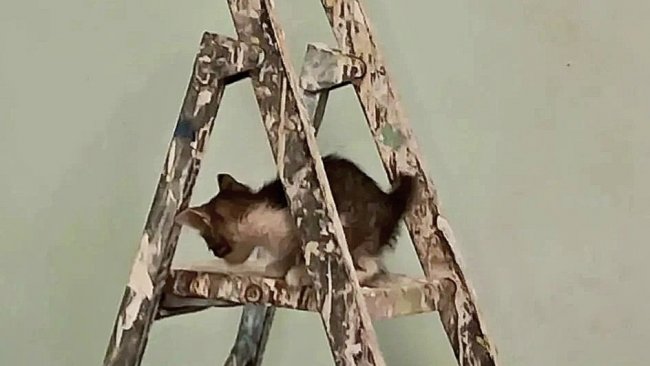 Котёнок застрял в стене детсада: спасать малыша пришлось волонтёрам