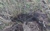 В Бузулукском бору неизвестные выкопали деревья с новой экотропы