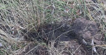 В Бузулукском бору неизвестные выкопали деревья с новой экотропы