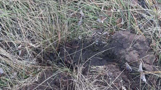 В Бузулукском бору неизвестные выкопали деревья с новой экотропы