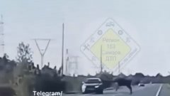 Лось атаковал внедорожник под Самарой 