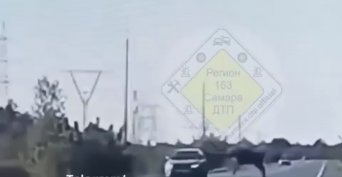 Лось атаковал внедорожник под Самарой 