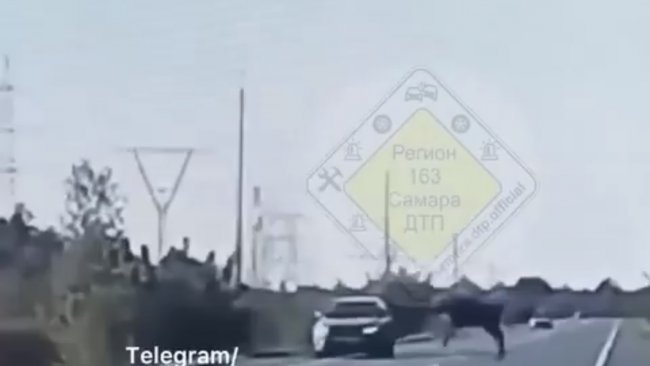 Лось атаковал внедорожник под Самарой 