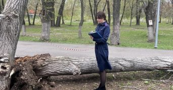 В Самаре дерево рухнуло на тротуар: погиб ребёнок, ещё одна девочка в больнице