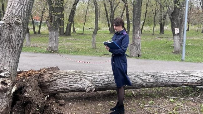 В Самаре дерево рухнуло на тротуар: погиб ребёнок, ещё одна девочка в больнице