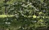 Бузулукский бор закроют для посещения до 31 мая