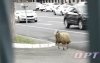 В Оренбурге с Курбан-байрама сбежал баран