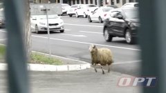 В Оренбурге с Курбан-байрама сбежал баран