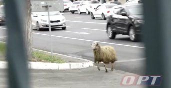 В Оренбурге с Курбан-байрама сбежал баран