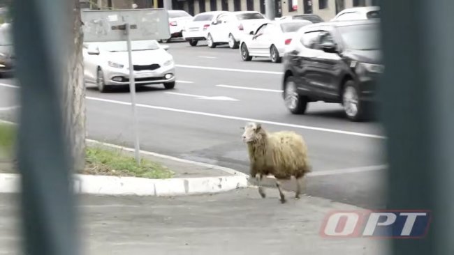 В Оренбурге с Курбан-байрама сбежал баран