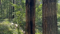 После грозы в Бузулукском бору деревья могут тлеть несколько суток