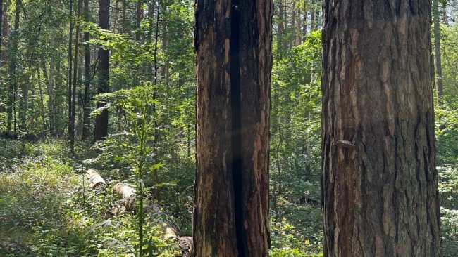После грозы в Бузулукском бору деревья могут тлеть несколько суток