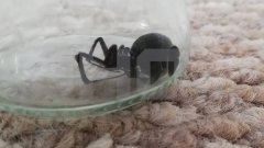 В Оренбурге у подъезда нашли ядовитую чёрную вдову