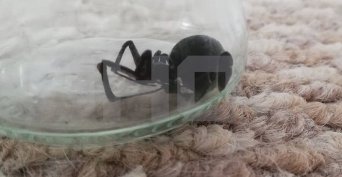 В Оренбурге у подъезда нашли ядовитую чёрную вдову