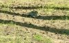 В Бузулукском бору заметили хитрого зайца