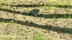 В Бузулукском бору заметили хитрого зайца