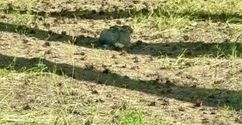 В Бузулукском бору заметили хитрого зайца