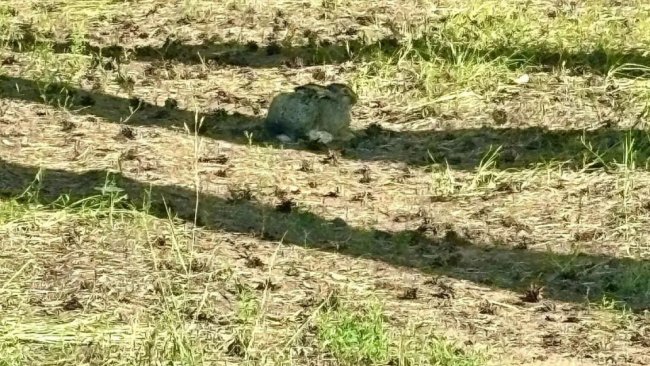 В Бузулукском бору заметили хитрого зайца