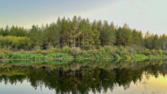 Бузулукский бор пережил сухой июль