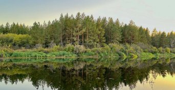 Бузулукский бор пережил сухой июль