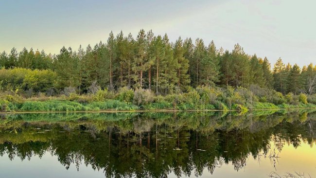 Бузулукский бор пережил сухой июль