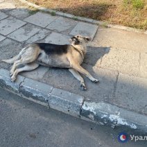 В Оренбурге снова не нашли подрядчика для отлова бездомных собак