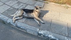 В Оренбурге снова не нашли подрядчика для отлова бездомных собак