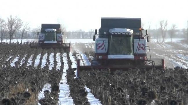 В Бузулукском районе собрали почти 50 тысяч тонн подсолнечника