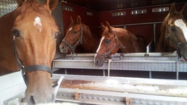 В Первомайском районе пытались незаконно провезти в Россию лошадей