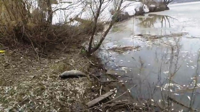 Массовую гибель рыбы в Бузулукском районе расследует полиция 