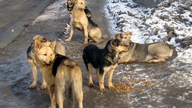 В Бузулуке детские площадки атакует свора бродячих собак