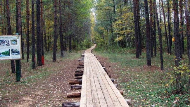 За Бузулукскими лесами будут следить по новым правилам 