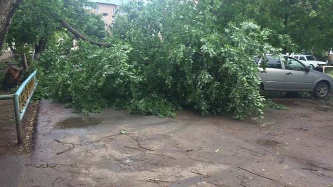 В Бузулуке сильные порывы ветра ломали деревья и переворачивали остановки 